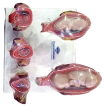 Embryo Models - Fetus Models - Pregnancy Models