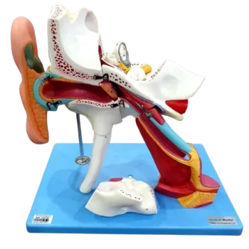Ear_Canal_3D_Model