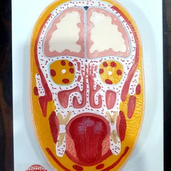 Frontal Brain Model