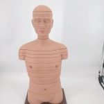 Human Torso | Disc Torso