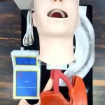 Human Trachea Intubation Model