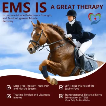 Cold Laser Therapy Device for Horses